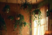 Indoor Plants That Are Practically Impossible to Kill (and Still Look Gorgeous Somehow)